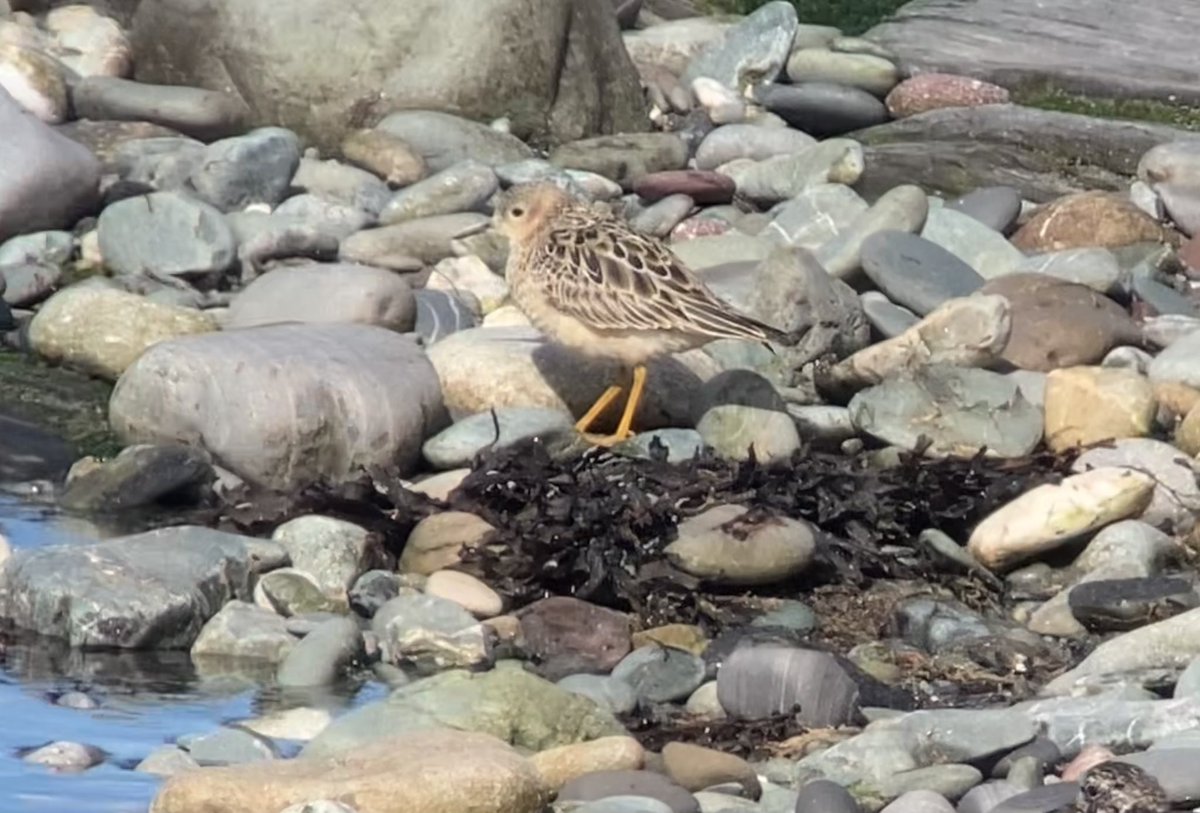 birdsandbike's tweet photo. Best I got of the Buff-breasted Sandpiper at Tyn Llan, Cemlyn this eve #digiscoping @BirdGuides https://t.co/u8G7BPg3hz