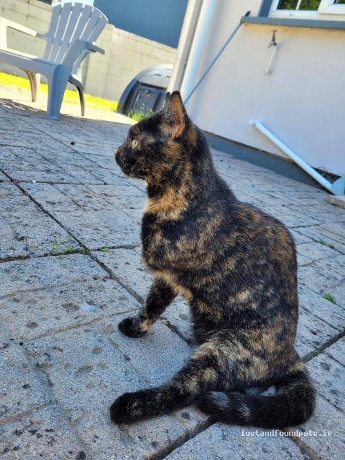 lostfoundpets's tweet photo. A female cat was found on 10/08/2022 in Balreask Village, #Navan https://t.co/VHrUNOsuOS #fpie https://t.co/0zpsCMx4KL