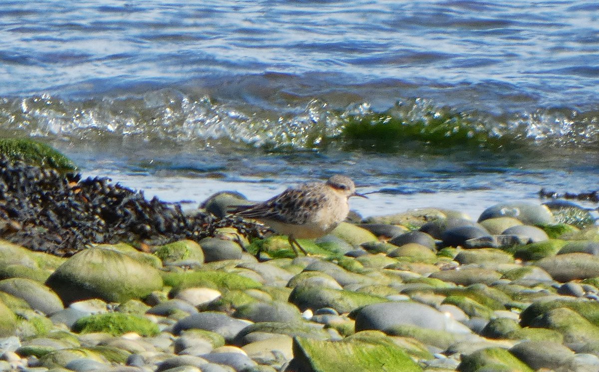 muliernatura's tweet photo. 2nd lifer of the week, this beautiful little Buff Breasted Sandpiper at #Cemlyn Nice to catch up with friends too 😀 
@thedyda @derek757 @TWBIRDING @birdinginasuit @benllechbirder @AngBirdNews https://t.co/dxQhlB8vVB