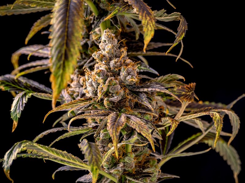 bredly_weed's tweet photo. The strain commonly known as Gator Breath isn’t just one of the best-known cannabis strains in Louisiana. As the name suggests, it’s also uniquely associated with that state.

https://t.co/SrH9AxCL7s https://t.co/nMZVldqj3i