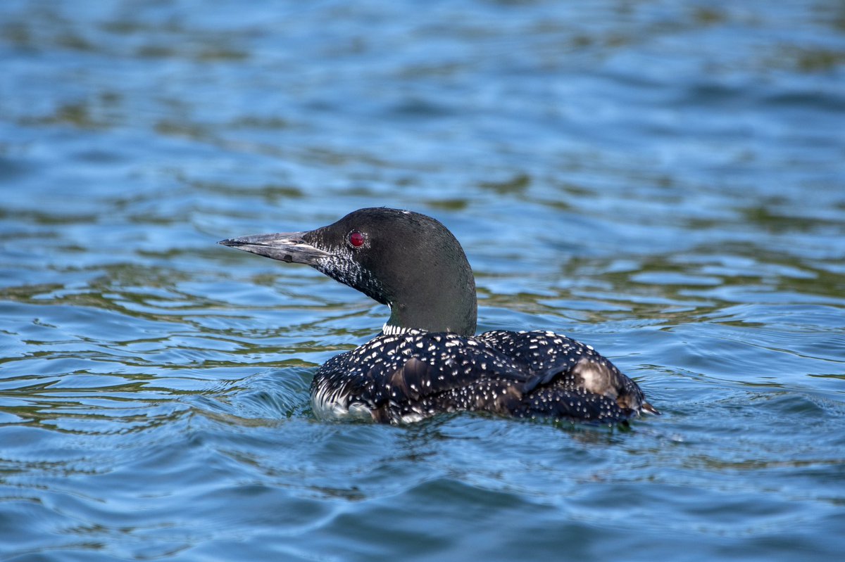 meganmaher4's tweet photo. #Loon off of Orr’s Island, ME 🌊 #maine #birdphotography #birdwatching #ocean #orrsisland #boattrip https://t.co/a4I8o6pFaR