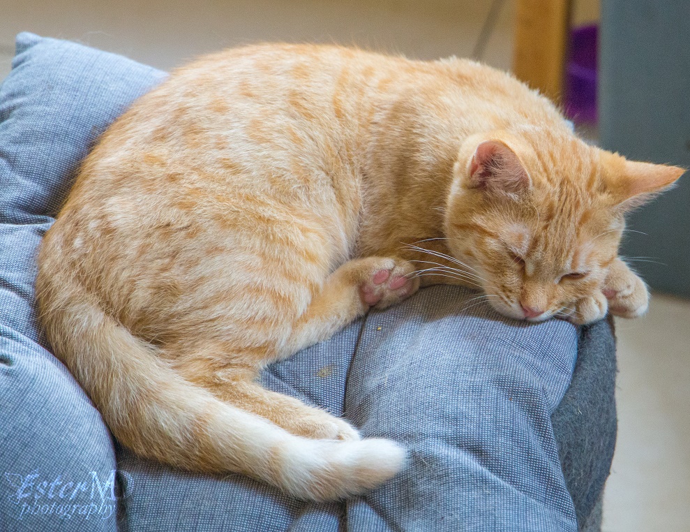 Ester Mira D. photography tweet media