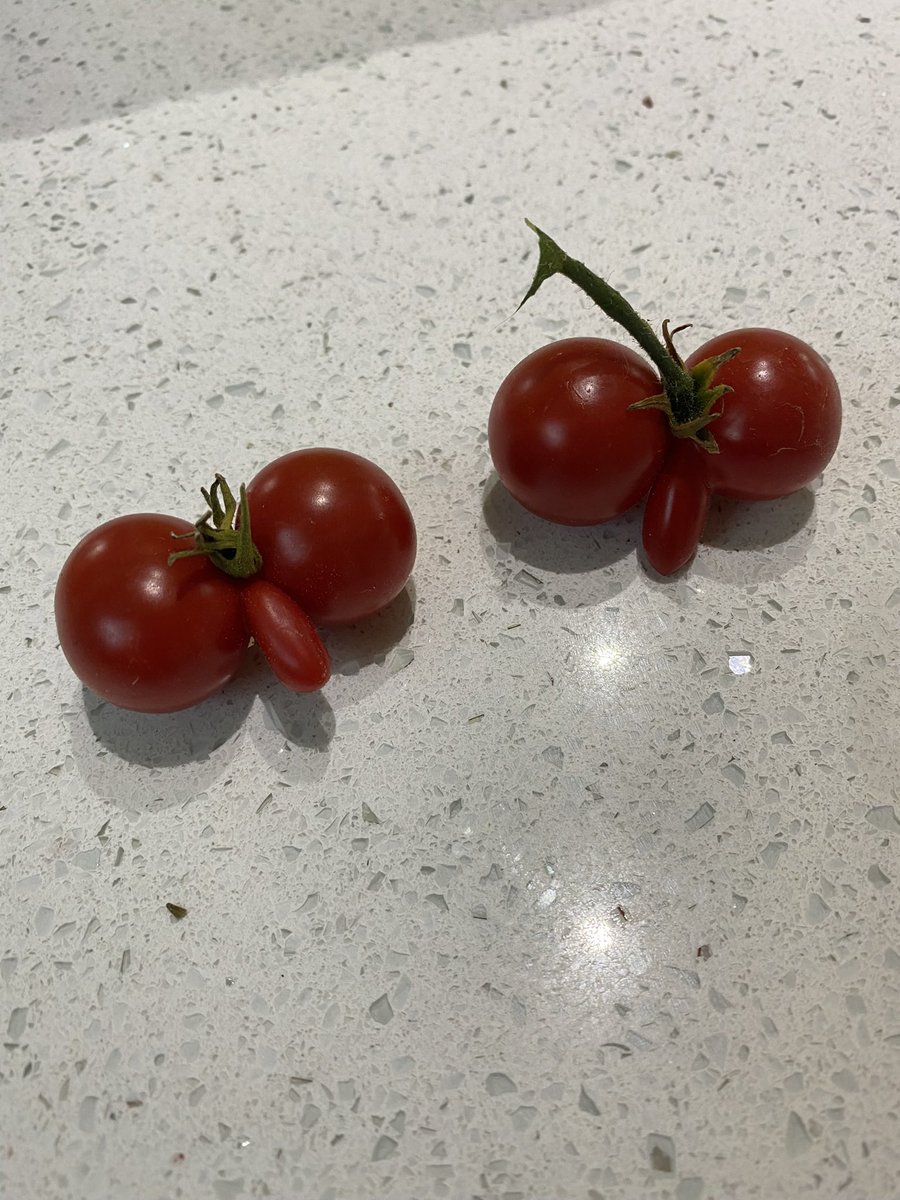 OTNorfolk's tweet photo. @RobSetchell @DGSetchell I should have entered my tomato’s! https://t.co/pstrdoPjaz