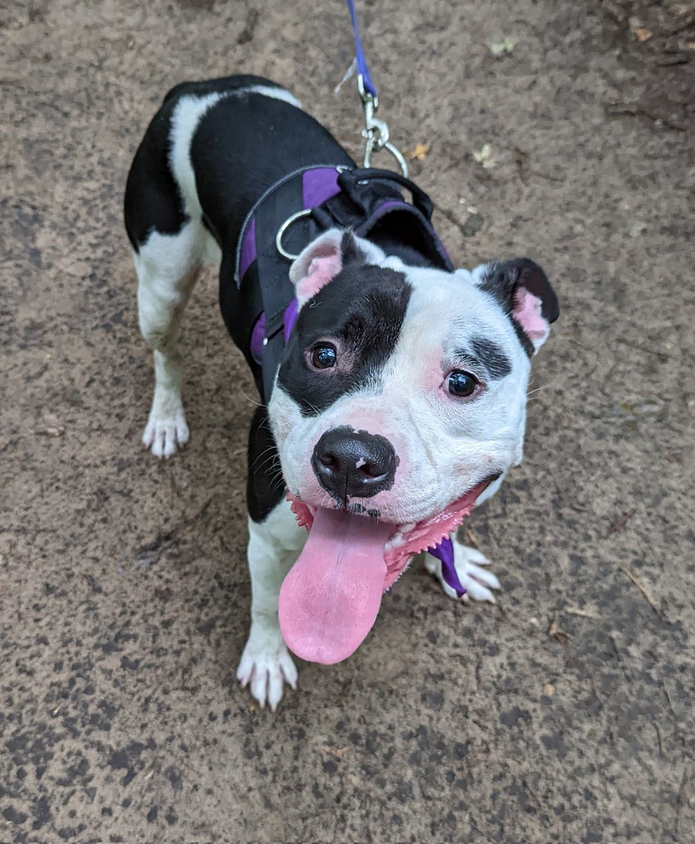 DanSmithWeather's tweet photo. Muddy paws for a great cause! Asami is a 1-year-old pittie we took out on the town, as part of @LucasCountyDogs "Snout &amp; About" event... sweet girl, no barking, just make sure you can match her muscle! Adopt Asami today: https://t.co/7Qq8UmLUpt https://t.co/GxXhESMPxE