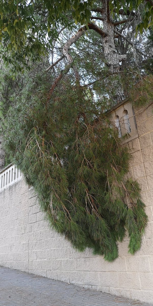 Manuguey's tweet photo. @ajsantcugat Rama de pino a punto de caer en C. Mare de Déu del Roser, pertenece a un árbol del Interior del convento de las Dominicas. Es peligroso! https://t.co/0Uh5hVNI0b