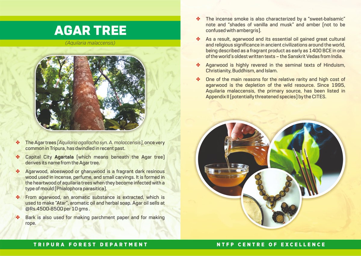 rajeshsaha87's tweet photo. @investindia @DPIITGoI @CimGOI @DoC_GoI @tripura_cmo @MDoNER_India @MyGovtTripura @moefcc @PIB_India @NITIAayog @DrManikSaha2 Out of all the available medicinal plants #Tripura has  one of the rear species, which is not only of high value but it also has huge medicinal value as well. Our state #Agartala is also named this #AgarTree.
@ForestTripura https://t.co/UYTPwPGVR6