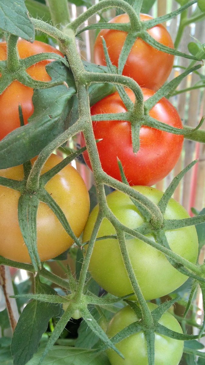 malgorzatakoper's tweet photo. Happy Sunday!
#mojwnuk #Wielun #Coventry #powiatwielunski #homemadetomato #WSM #lodzkie https://t.co/BF8I2jsXNX