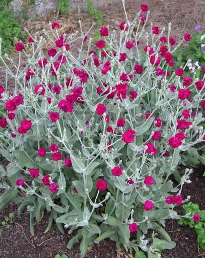 Grown from seed collected in the park, we have lots of 9cm pots of Rose campion plants - Lychnis coronaria for donations in the park! Gorgeous pink flowers and the bees love it! Come and take a look 😍#donationsforplants #planttable #honestybox #lychnis_coronaria