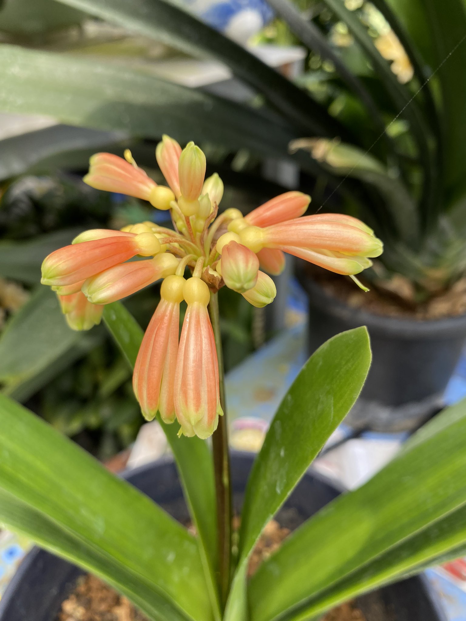 君子蘭のひと Clivia111 Twitter