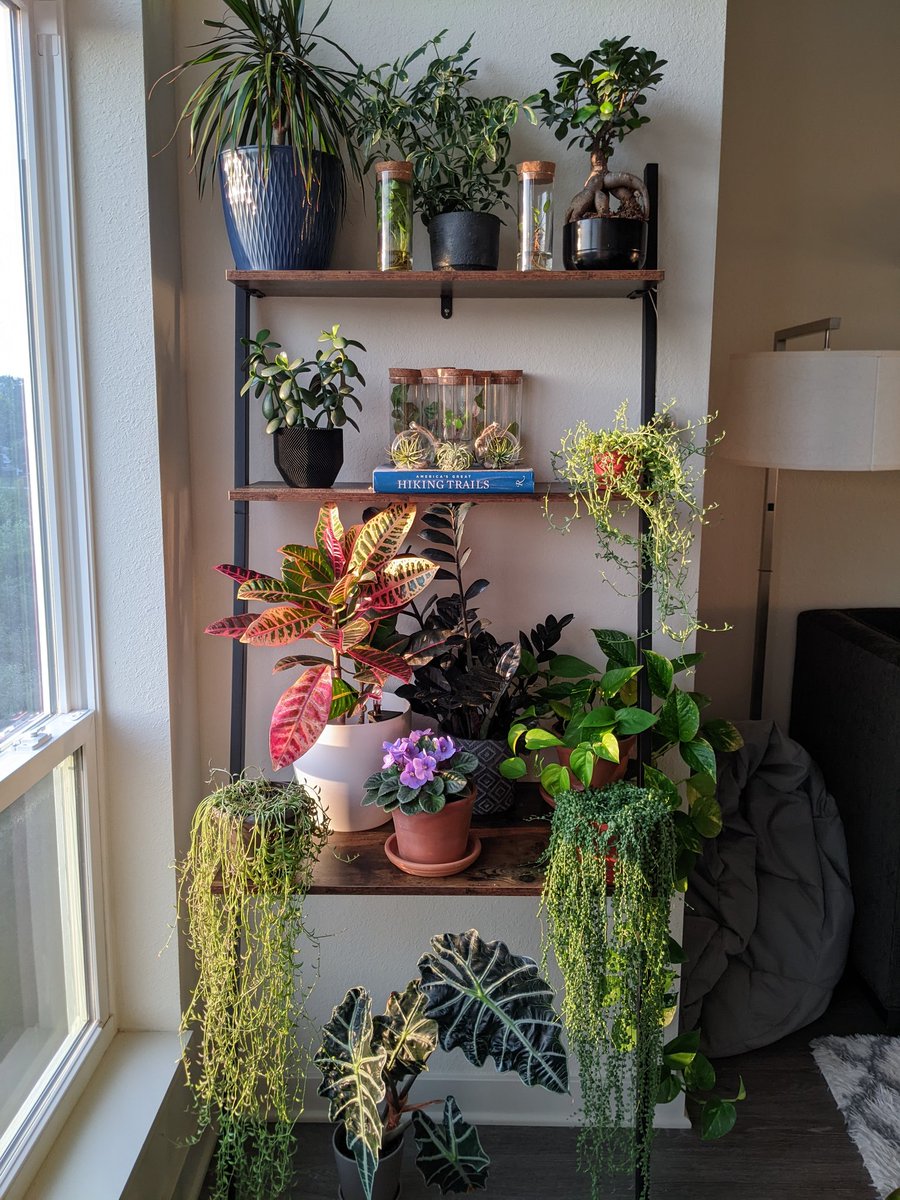 HobbyistPlant's tweet photo. Morning shelfie! 🌿 https://t.co/K2Jc838ubC