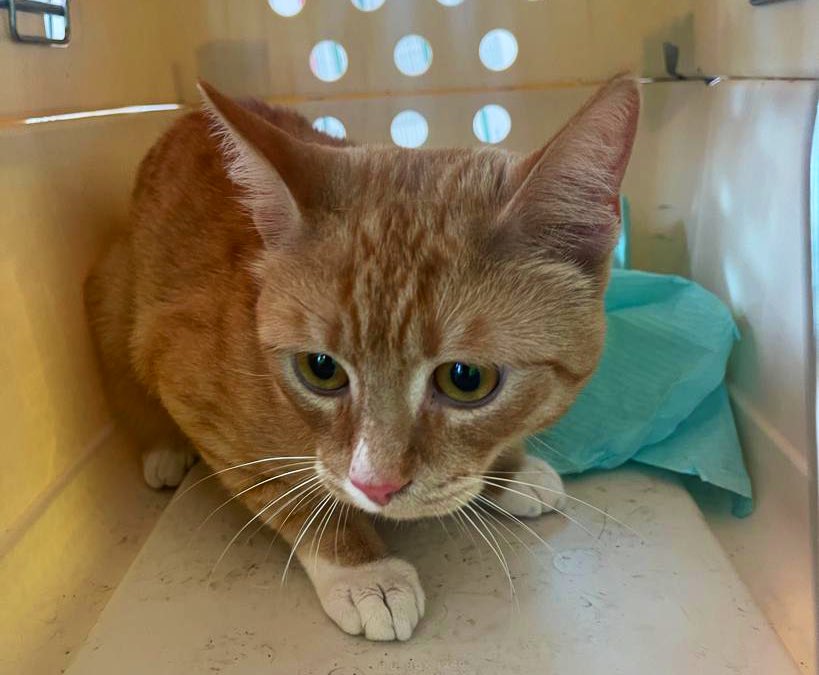 DierenAmsterdam's tweet image. Op een parasol op een balkon #Polanenstraat #Spaarndammerbuurt Doodsbang en nee natuurlijk niet gechipt, want dat hoeft niet als je een binnenkat hebt…🤬 #kat #vermist #gevonden Show your magic Twitter 🐾