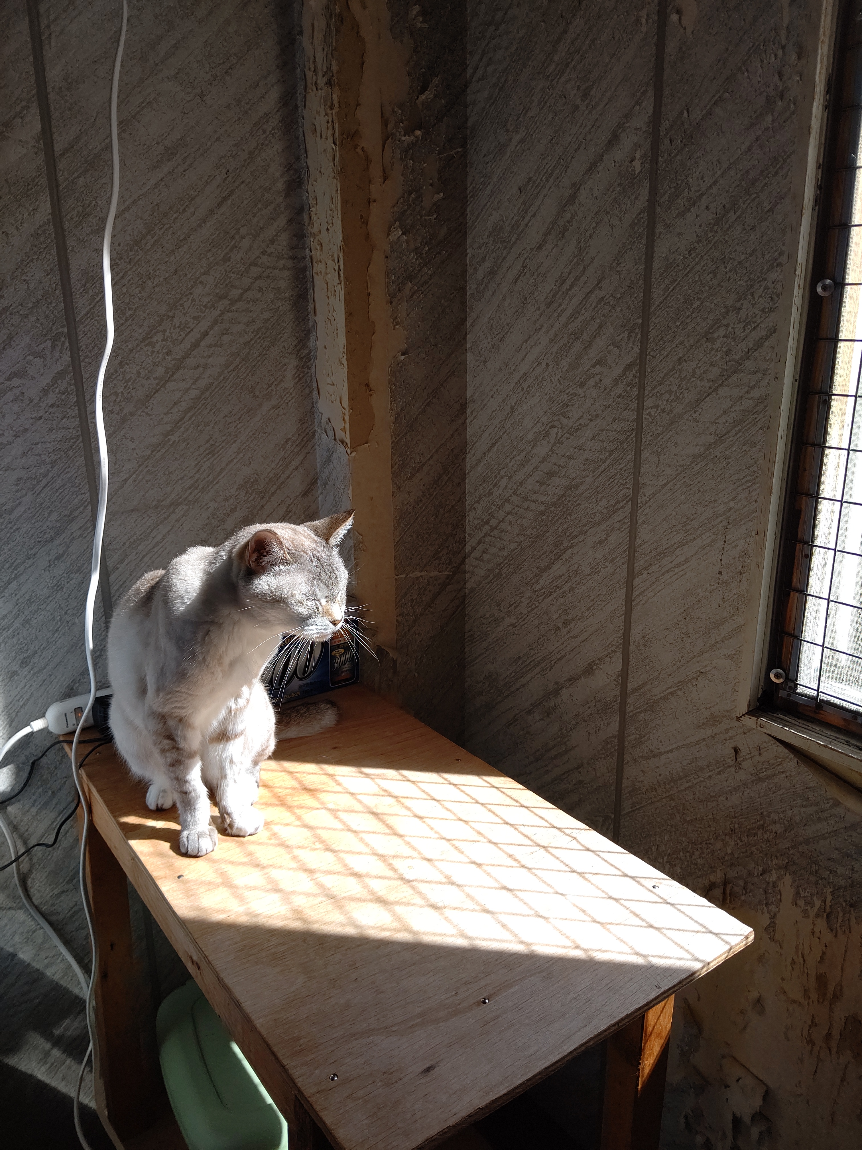 保護ねこカフェ レトロゲーム 漫画カフェ ねこがすき Ishikawanonoic2 Twitter