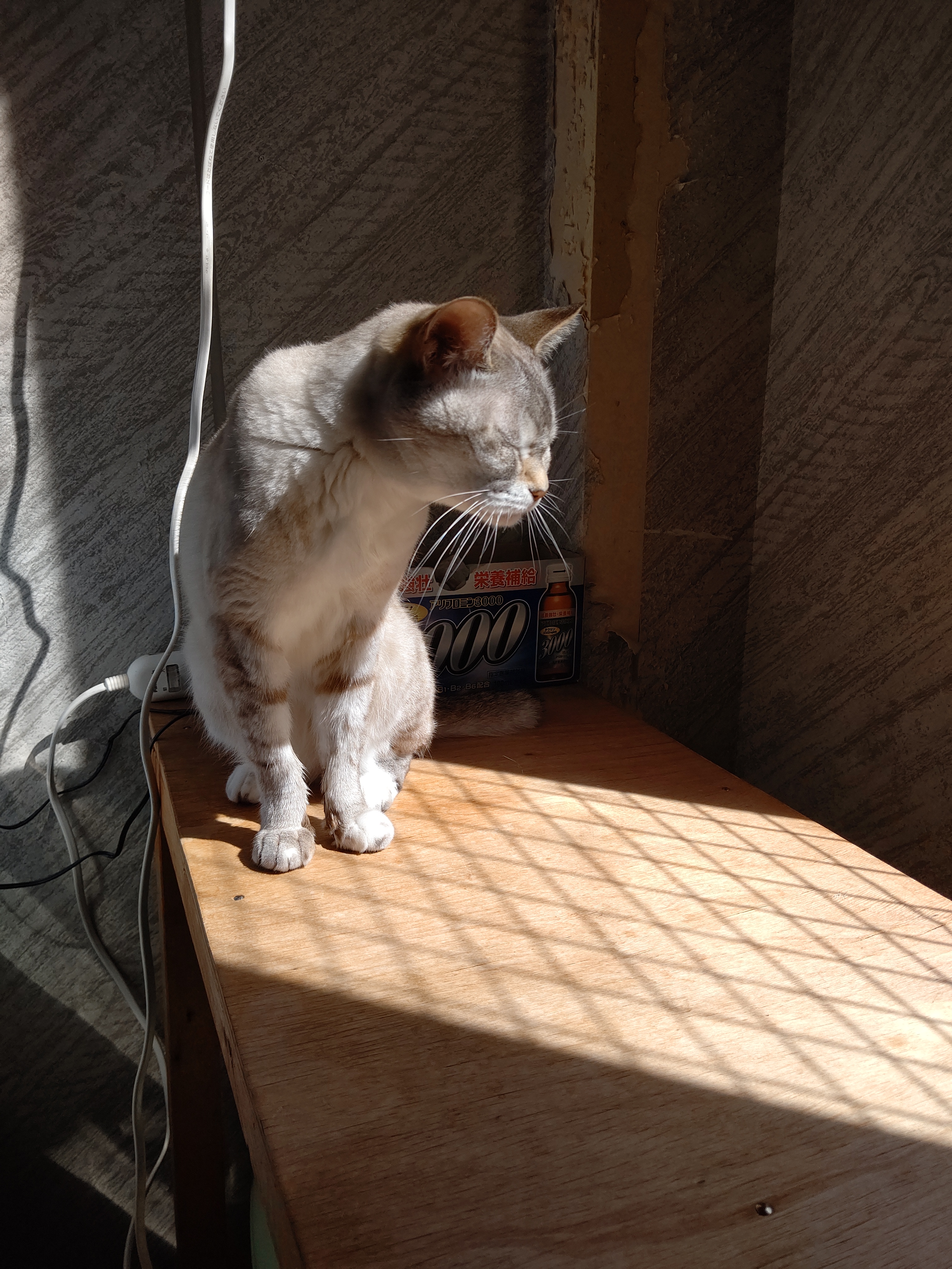 保護ねこカフェ レトロゲーム 漫画カフェ ねこがすき Ishikawanonoic2 Twitter