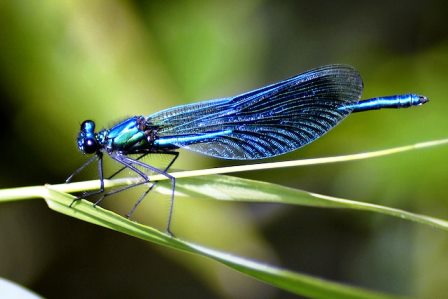 themamapirate's tweet photo. Are dragonflies good for the garden? https://t.co/CAiBdUJMmj via @Ankurman Handique https://t.co/y35jvzTdAP