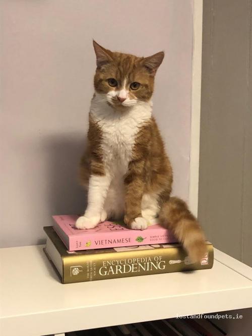 lostfoundpets's tweet photo. A male cat was lost on 12/07/2022 in Richmond Road, #Dublin 3 https://t.co/N7x99vQkgC #lpie https://t.co/aWO25FEOKa