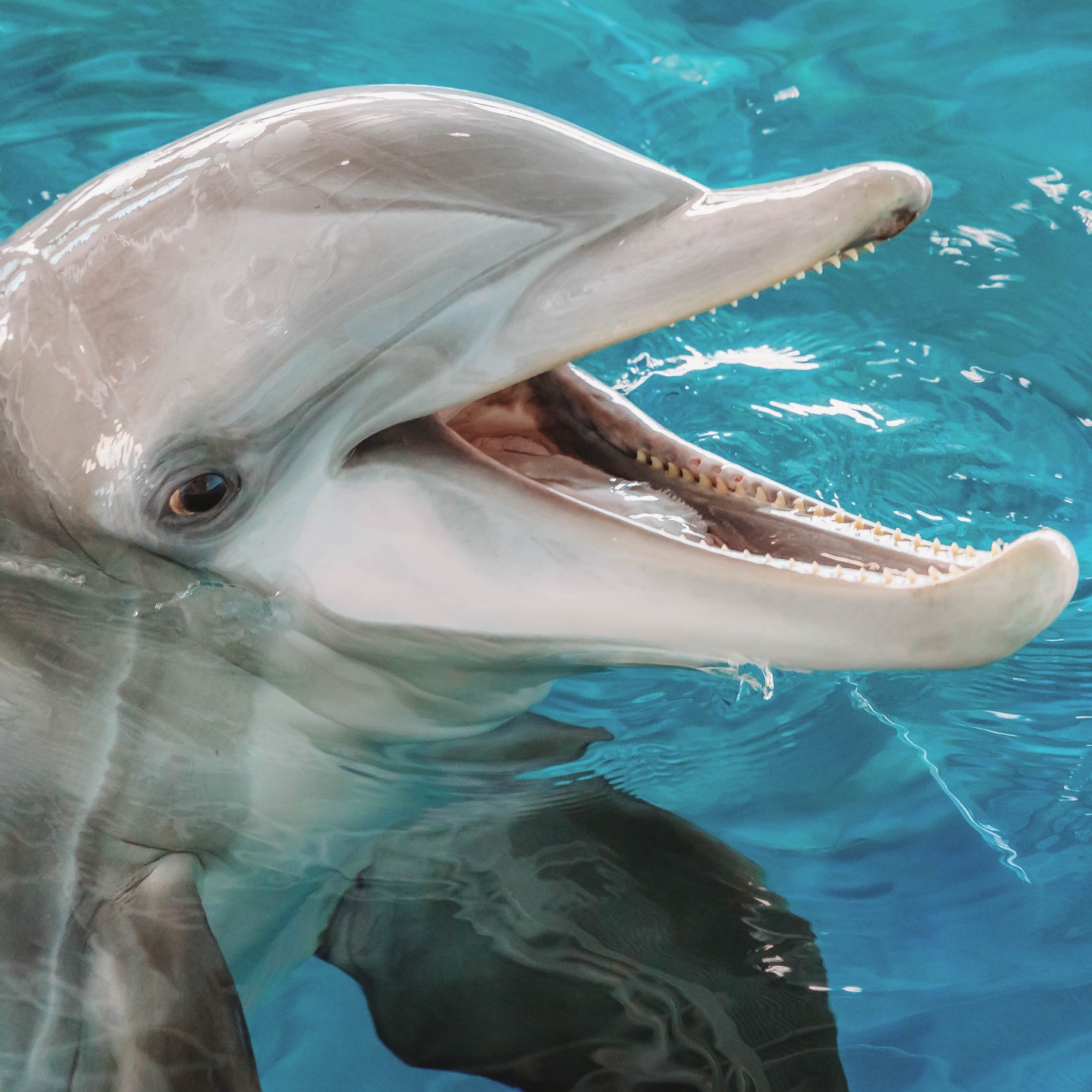 Clearwater Aquarium on Twitter "It’s NationalWildlifeDay! For over 50 years, Clearwater Marine