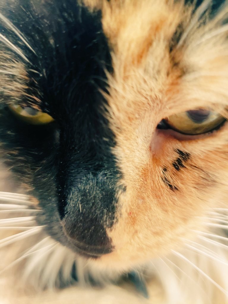 TheArtOfBeo's tweet photo. When you stop caring.
Stop fighting for betterment.
Lose your Goliath.

That's not acceptance.
That's a sign something is wrong. 

You need to make a change.

❤ @KatShirt

#Inspiration #Positivity #PositiveVibes #Writers #Poet #CatsOnTwitter #CatsOfTwitter #CatLovers #Caturday https://t.co/Bj8kcU3Jml