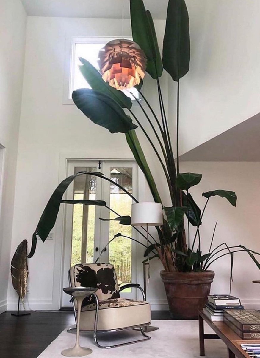 HobbyistPlant's tweet photo. Now THAT'S a houseplant 🌿 https://t.co/L5kDXZnQuj