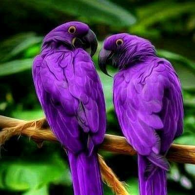 Chitchat🍀🌼🌼🌼🍀🦜🦜🦜🍀🐦🐦🐦🍀🕊️🕊️🕊️🕊️🍀🪶🪶🪶🍀💖💜💖