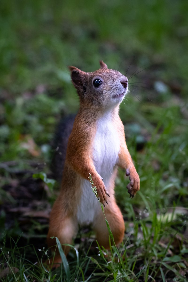 DrakPhoto's tweet photo. Squirrels are cute. What else is there to say?)

#squirrel #cute #photo #photography #nature #wildlifephotography https://t.co/wdcRiz0894