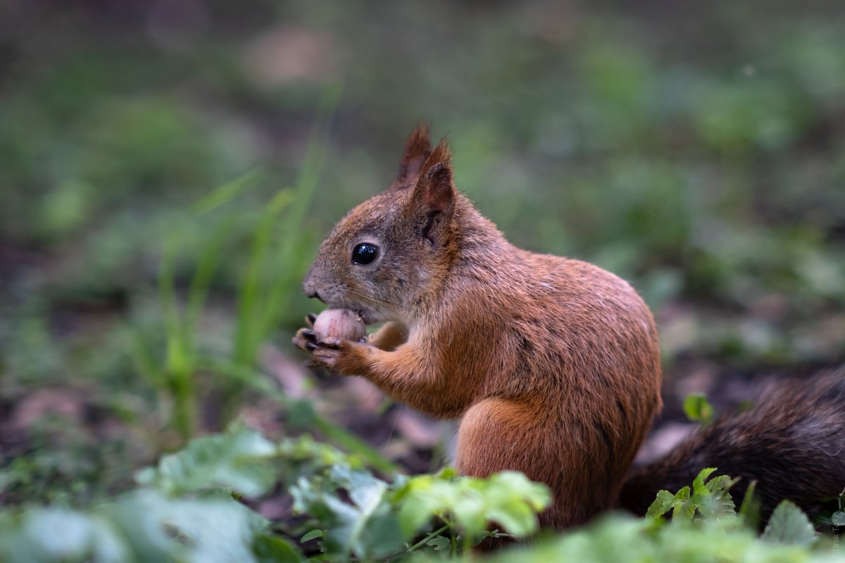 DrakPhoto's tweet photo. Squirrels are cute. What else is there to say?)

#squirrel #cute #photo #photography #nature #wildlifephotography https://t.co/wXByGE1EgM