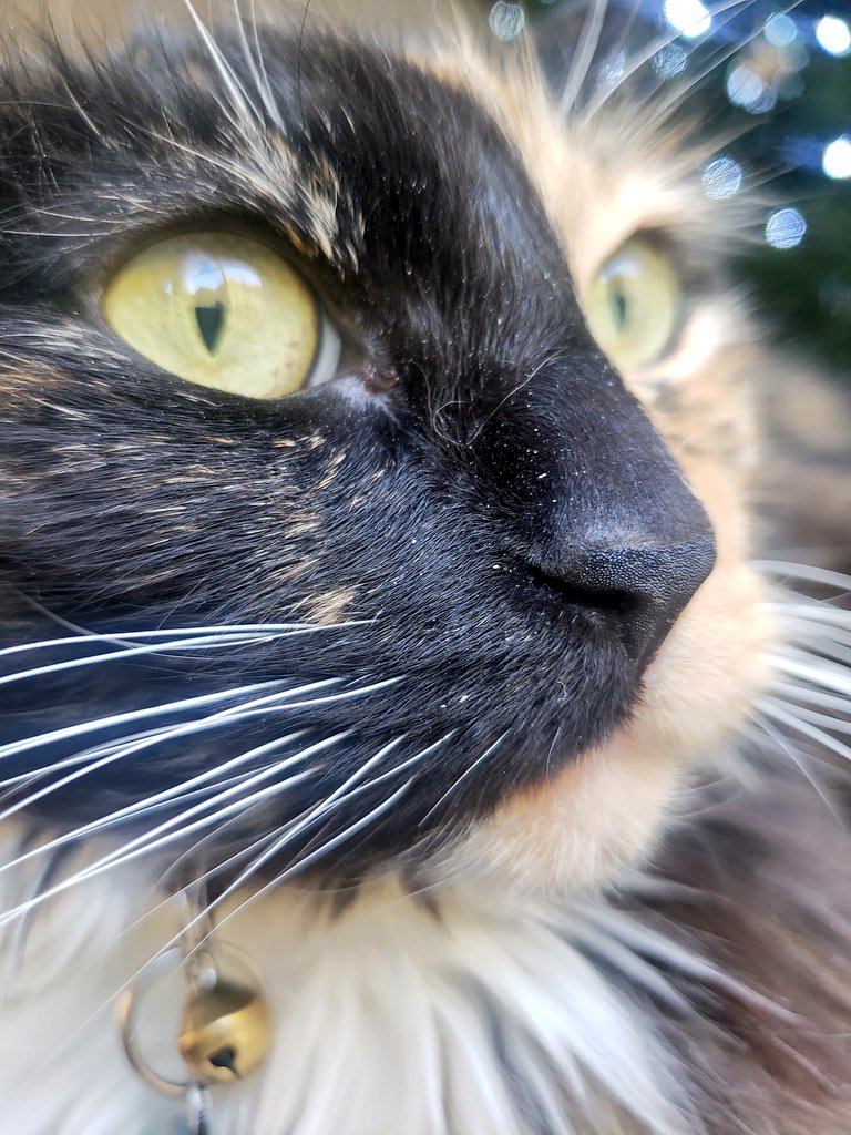TheArtOfBeo's tweet photo. 100%.
Pure.
Not From Concentrate.
Tinker 🐾 

#Tinker #NoAddedSugar #FreshlyTaken #AllNatural #Cats #CatLovers #authorscommunity #writerslife #copywriting #CatsOfTwitter #CatsOnTwitter https://t.co/1WnpdOOK75