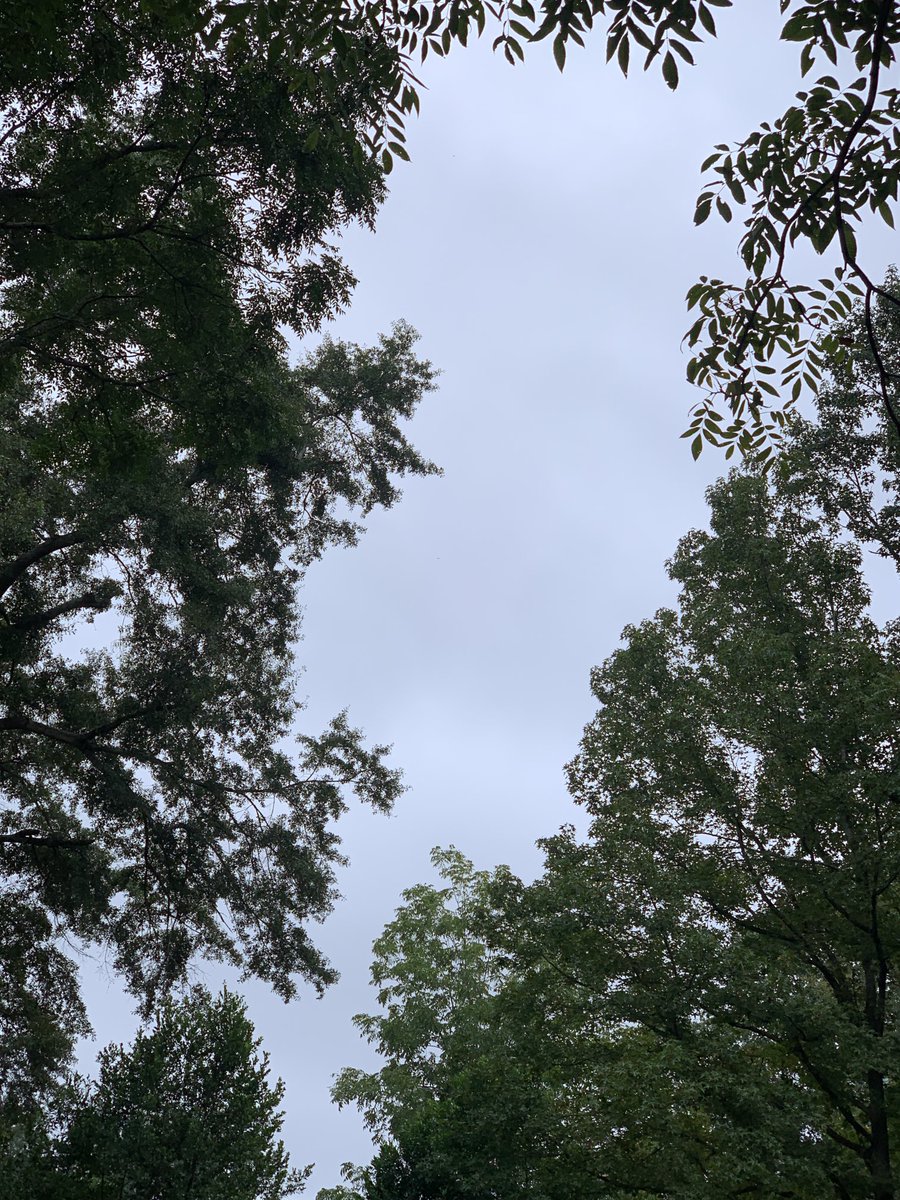 okamoto_sandra's tweet photo. Good morning, Columbus! #ColumbusGA #mydailyphoto #09/04/2022 #2022project #completelycloudy #nosignofsun #warm&humid #80%chanceofrain #tinybreeze #birdswakingup #cicadasloud #neighborsdogsbarking #yardworknoises https://t.co/LnJhmxhFTG