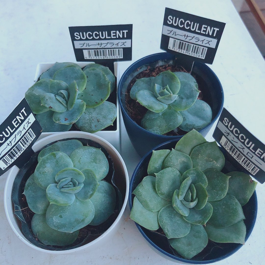 100均多肉 Twitter Search Twitter