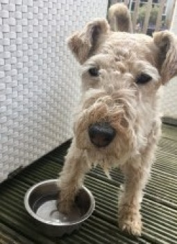 millypod1's tweet photo. SOPHIE FOUND SAFE. THANKS FOR RT'sπππΎ
π1 SEPT 2022 #Lost #ScanMe
Grizzle Lakeland Terrier Female
WHAT3WORDS: sudden.seaside.peroxide
Seen on the Birkhall Estate, up the hill, by the falls of Muick #Birkhall #Ballater #Aberdeenshire #Scotland #AB35
https://t.co/JRm9DOK7VT https://t.co/3oxs4b4XKK