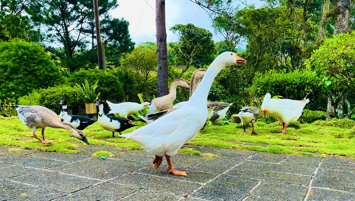 DarlinGonzalez9's tweet photo. #Nicaragua tierra linda!🇳🇮💙🤍 https://t.co/uOzx422HXa