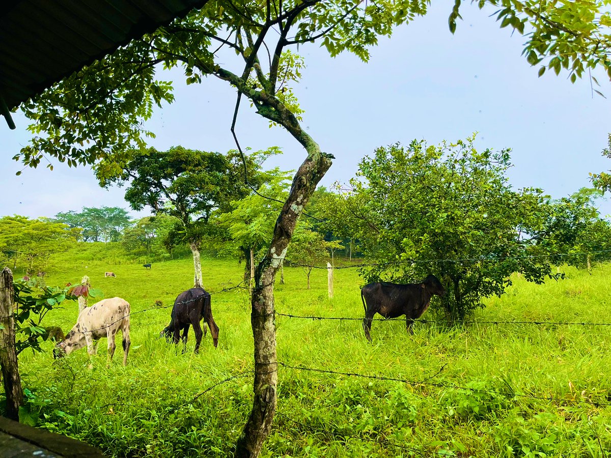 DarlinGonzalez9's tweet photo. #Nicaragua tierra linda!🇳🇮💙🤍 https://t.co/uOzx422HXa
