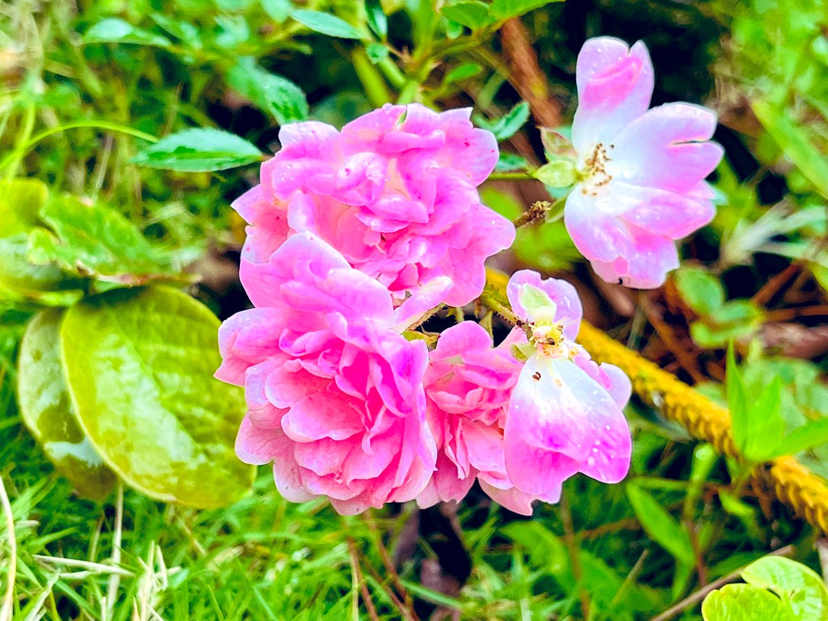 DarlinGonzalez9's tweet photo. #Nicaragua tierra linda!🇳🇮💙🤍 https://t.co/uOzx422HXa