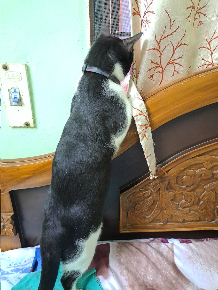 MrMiracle143's tweet photo. My another name is James bond not not seven... curiosly watchinh neighbourhood fight...🔫 👀👀

-Miracle 🐾 🐾 

#detective
#cutecat https://t.co/0S5I5SXTce