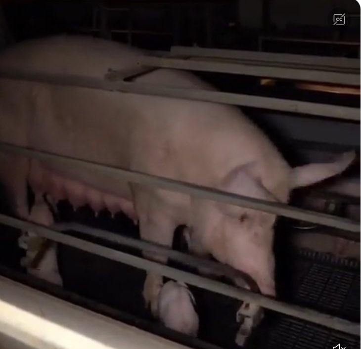 MLeeNYCx's tweet photo. @SchmitterCecile All animal-eaters need to see the suffering/murder on their plates‼️If they still gush over #bacon, that’s huge #RedFlag as to state of character, including @EpiscopalNY @iamepiscopalian - wed to Evil #AnimalAg - which will be their downfall… #ChooseMercy #LoveALL #BeVegan🌱💚 https://t.co/aq2Cx0AYYs