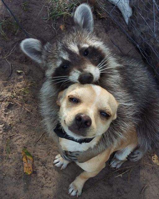 raccoonhourly's tweet photo. https://t.co/0IEoQkkhNU