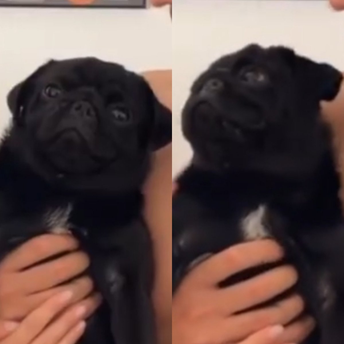 chinureactions's tweet photo. Ai você tá de boa achando que vai curtir o seu domingo em paz e sua chefe te pede pra fazer hora extra.
Eu sou uma piada pra voce, mulher!?!?! https://t.co/VjieL9Hue4