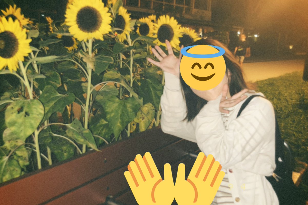 dq_yuka's tweet photo. 多分この先ずっと好きなお花🌻 https://t.co/eBvJHysu37