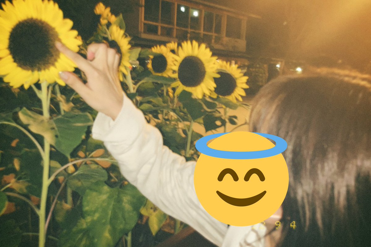 dq_yuka's tweet photo. 多分この先ずっと好きなお花🌻 https://t.co/eBvJHysu37