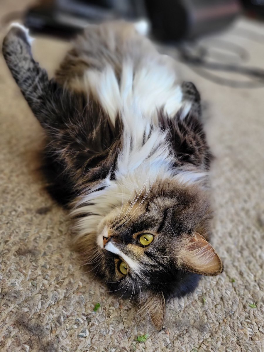 EGOTKittens tweet media