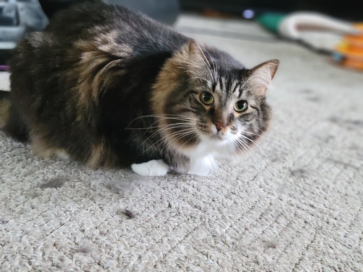 EGOTKittens tweet media