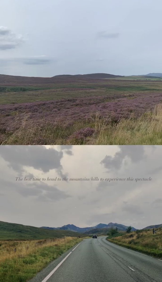 FRonaM's tweet photo. The beautiful Heather has taken over and what a sight it is 🌸

#snowdonia #snowdonianationalpark #wales #heather #wildlifephotography https://t.co/OdHHCo11bc