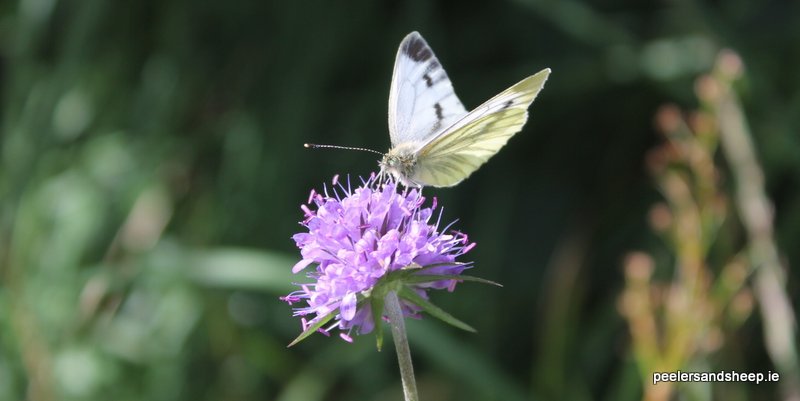 #GreatIrishGrasslands #PurpleInGrasslands