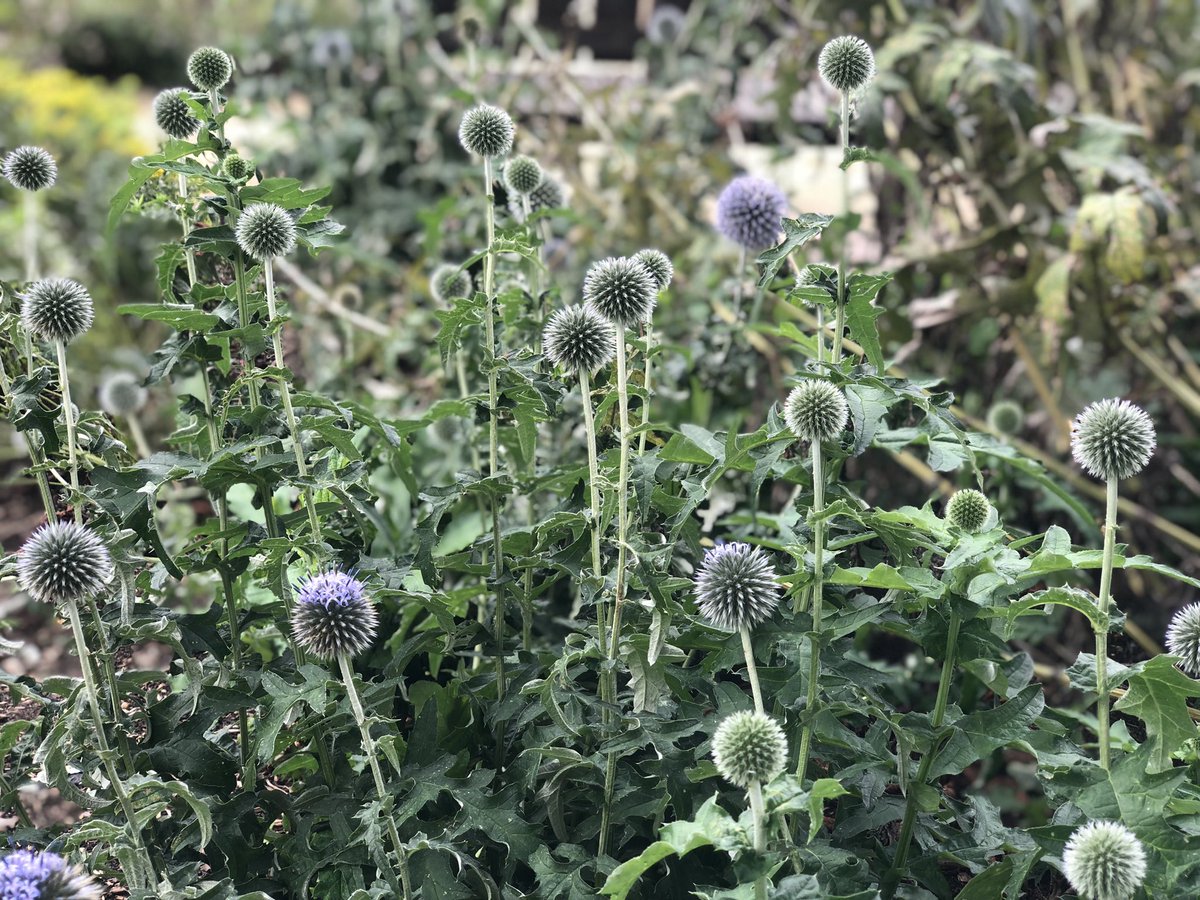 PollinatingLT's tweet photo. Another wonderful day for a PLT Member tour of @kewgardens by Lead Researcher @HaukeKoch. Beautiful September flowers and late season pollinators. #pollinators https://t.co/OISqB3ALW3