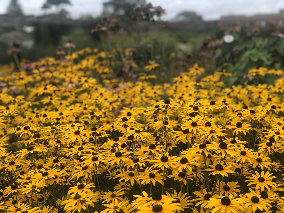 PollinatingLT's tweet photo. Another wonderful day for a PLT Member tour of @kewgardens by Lead Researcher @HaukeKoch. Beautiful September flowers and late season pollinators. #pollinators https://t.co/OISqB3ALW3