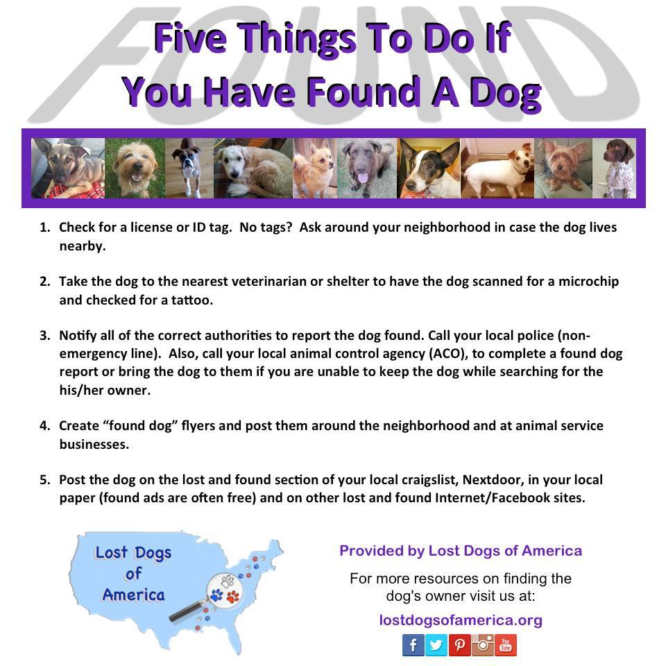 Found a dog? Here's what you should do:

Need this document in another language?
Click here: lostdogsofamerica.org/.../5-things-t… facebook.com/pages/p/337436…