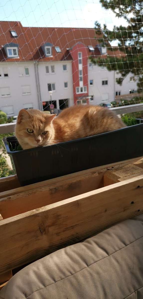 Habe für die Stinker Katzengras gepflanz. Sie nutzen es aber lieber als Bett 🤷🏻‍♀️😅