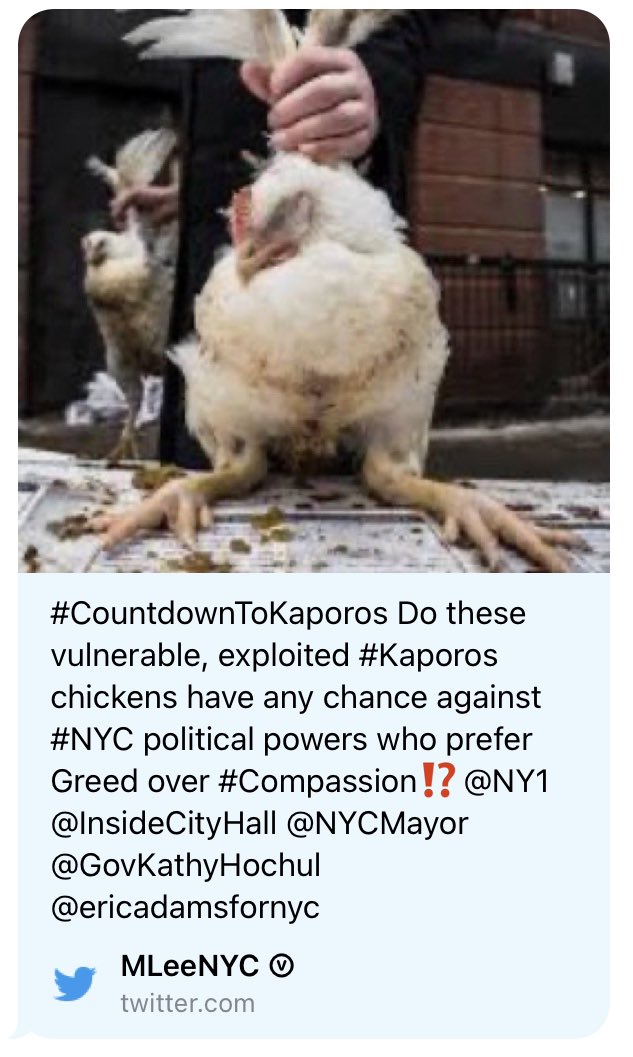 MLeeNYCx's tweet photo. @JohnOberg One exception I know of where #MaleChicks are murdered a few weeks later rather than on #birthday is for #Kaporos - bizarre #CultRitual using #chickens specifically raised for torture/murder…soon to happen again on #NYC streets because chickens have no rights of protection… https://t.co/yKnkeF5cug