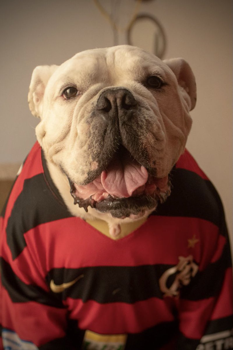 TonVertize's tweet photo. @canalpremiere Ontem nosso #gregoriobulldog virou estrelinha mas esta em outro plano torcendo aqui c o Pai, ouvindo o Maestro Júnior #maestrojr e toda torcida #rubronegra Vai #Flamengo #vaiflamengo #mengo https://t.co/CSbSLKUBHg