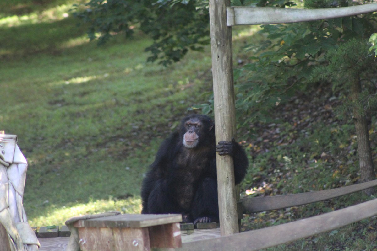 projectchimps's tweet photo. Happy 19th Birthday #PrinceChimp. He is one of the newest males at the sanctuary. While caregivers haven't quite been able to determine a clear alpha of this group, Prince seems to be in line for the title. #HAPPYBIRTHDAY https://t.co/dzC641M9Ba