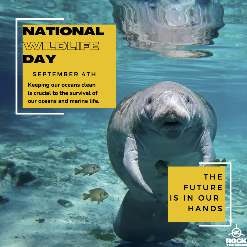 RockTheOcean's tweet photo. Happy National Wildlife Day! ๐ณ ๐
Take a moment to enjoy nature and think about how you can help save our oceans and marine life. Let's #RockTheOcean! โป๏ธ๐ค
#OceanConservation #SaveTheSea #WorldConservation https://t.co/x0qZUFyRBg